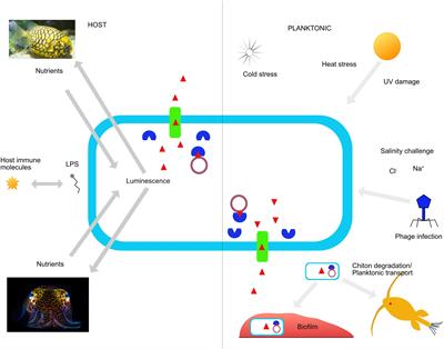 Environmental Stress Selects for Innovations That Drive Vibrio Symbiont Diversity